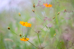 河川敷の花