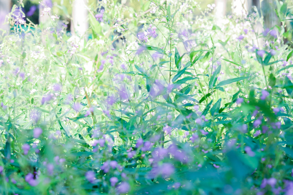 ハギを撮ったつもり