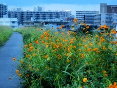 淀川寸景（１）