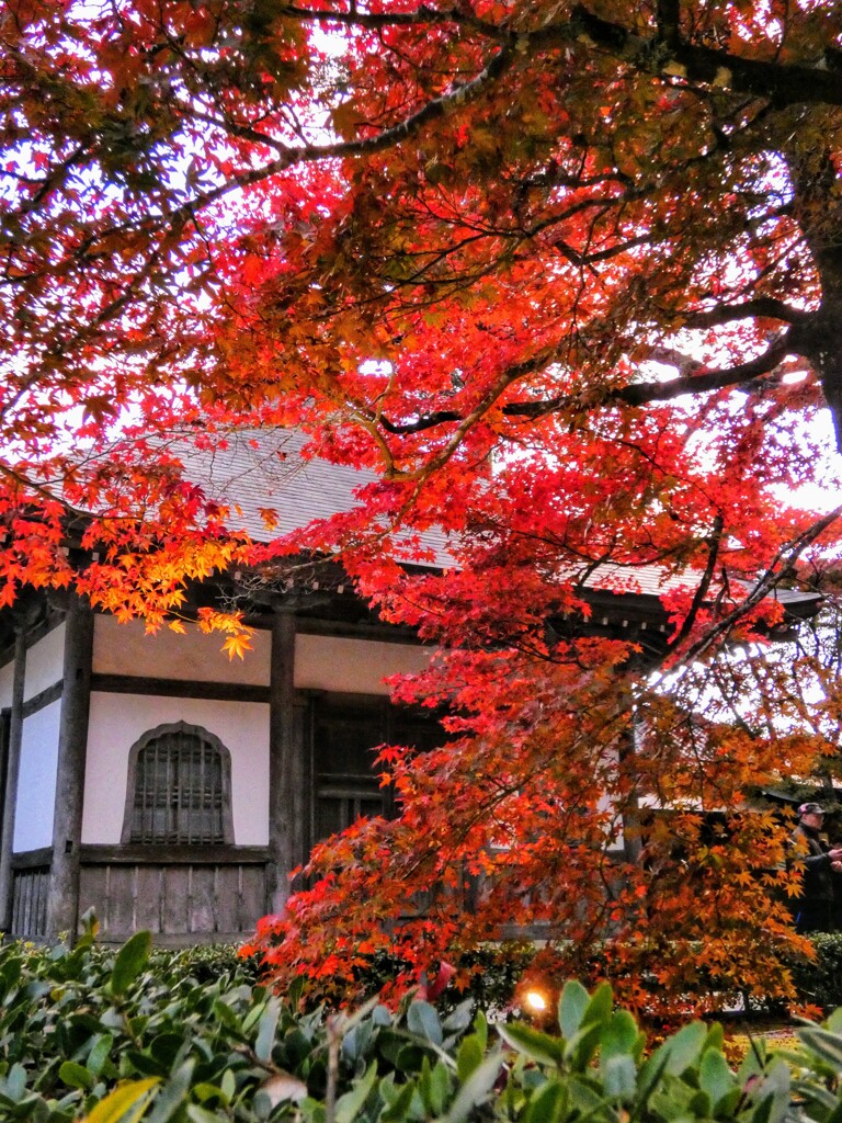 永源寺　紅葉