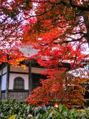 永源寺　紅葉