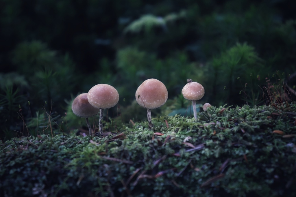 苔の森の小人たち