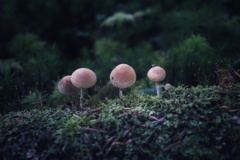 苔の森の小人たち