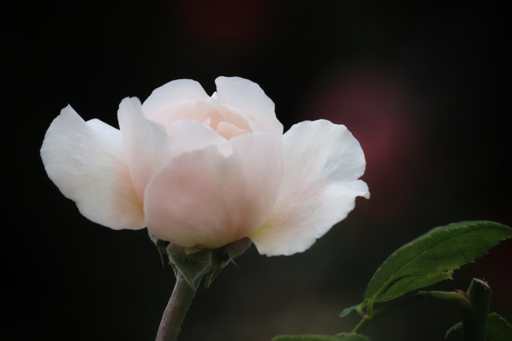 中之島公園のバラ