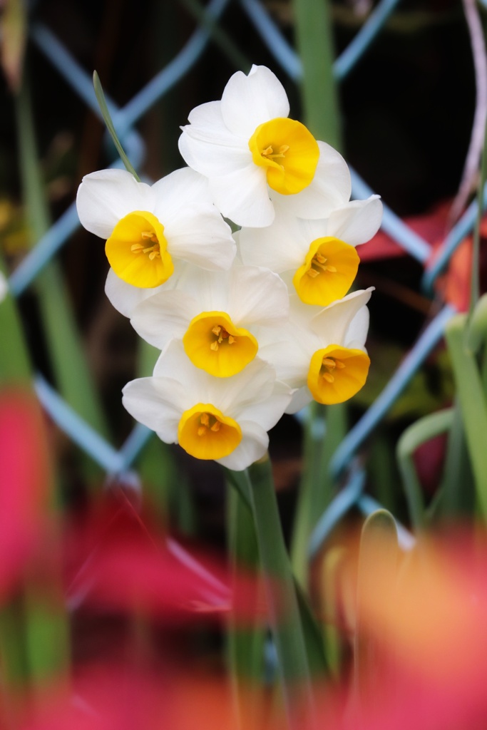 近所の花探し（７）