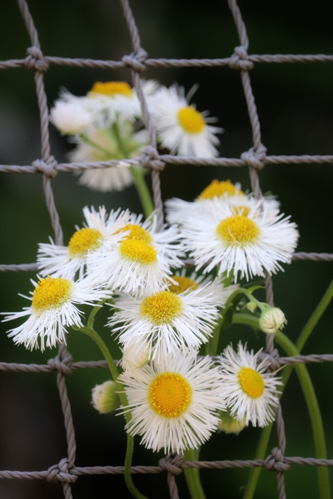 ここから出してくれ～