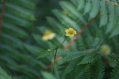 小さな花