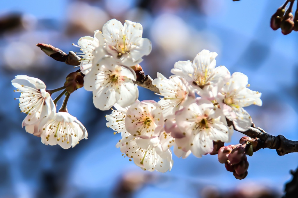 近所で見つけた花