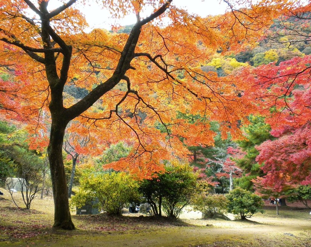 嵐山　紅葉