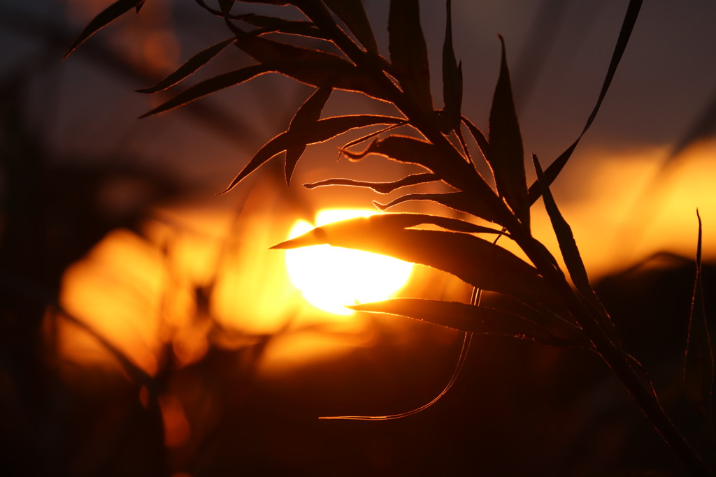 夕陽を撮る