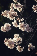 夕陽を浴びる桜