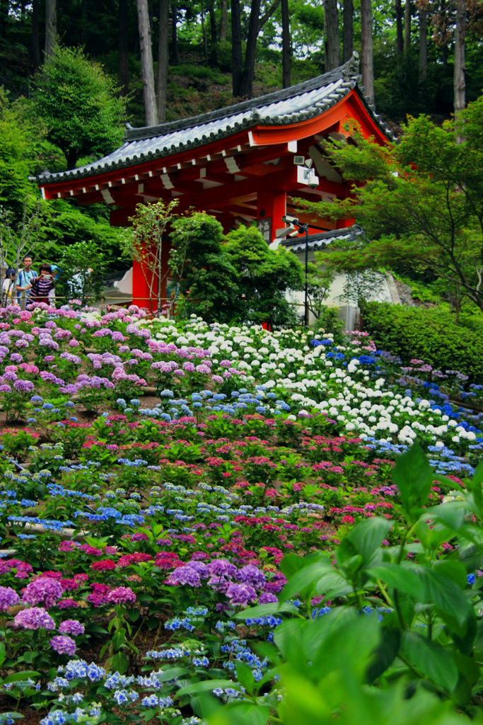 三室戸寺　アジサイ園