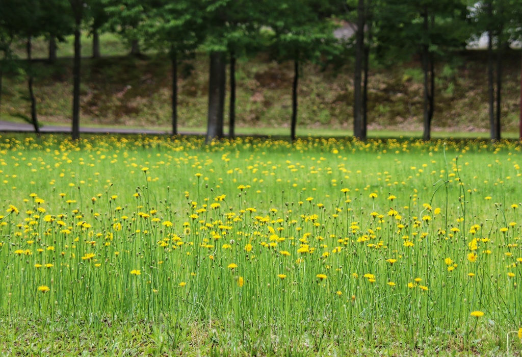 広場に咲く花