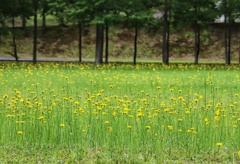 広場に咲く花