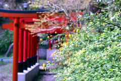 椎尾神社のヤマブキ