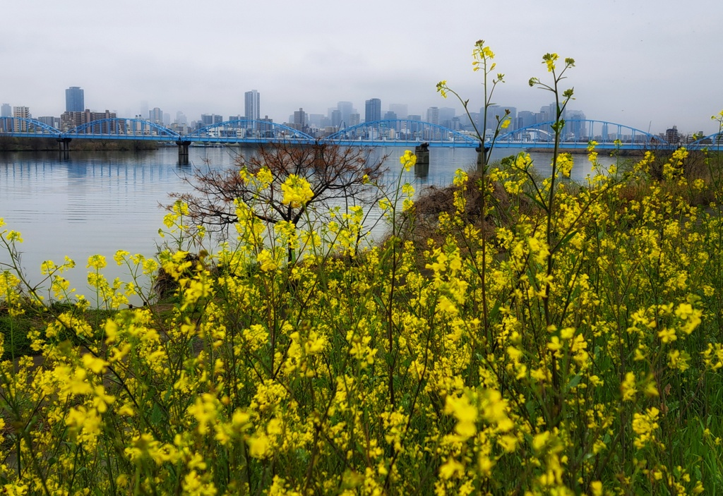 河川敷の花