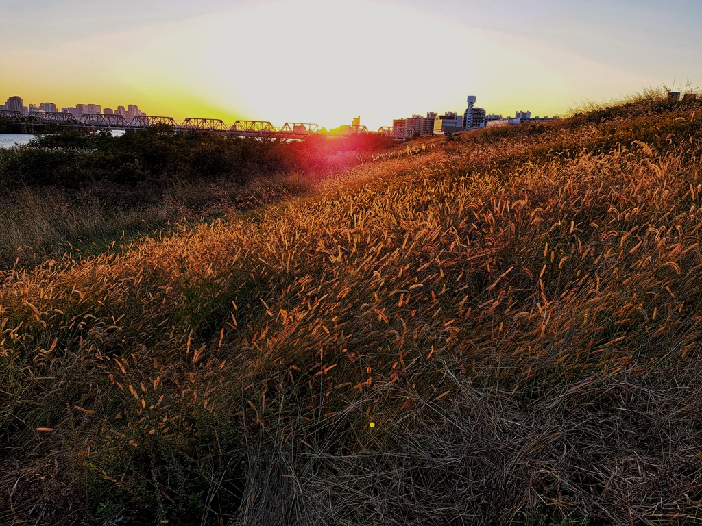 エノコロ映える夕暮れ
