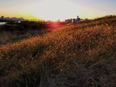 エノコロ映える夕暮れ