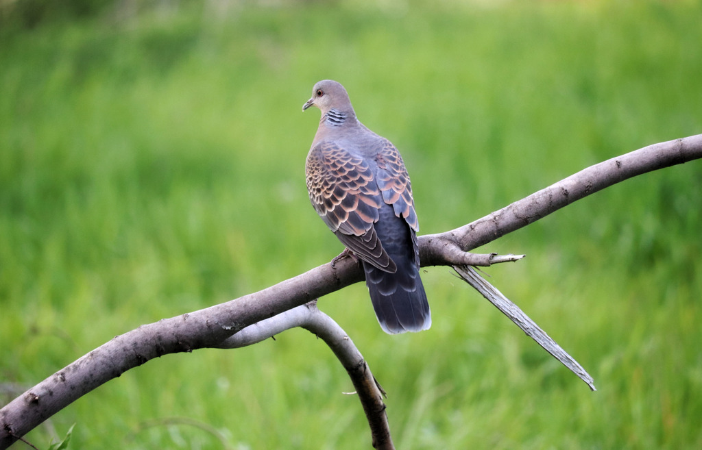 河川敷の野鳥