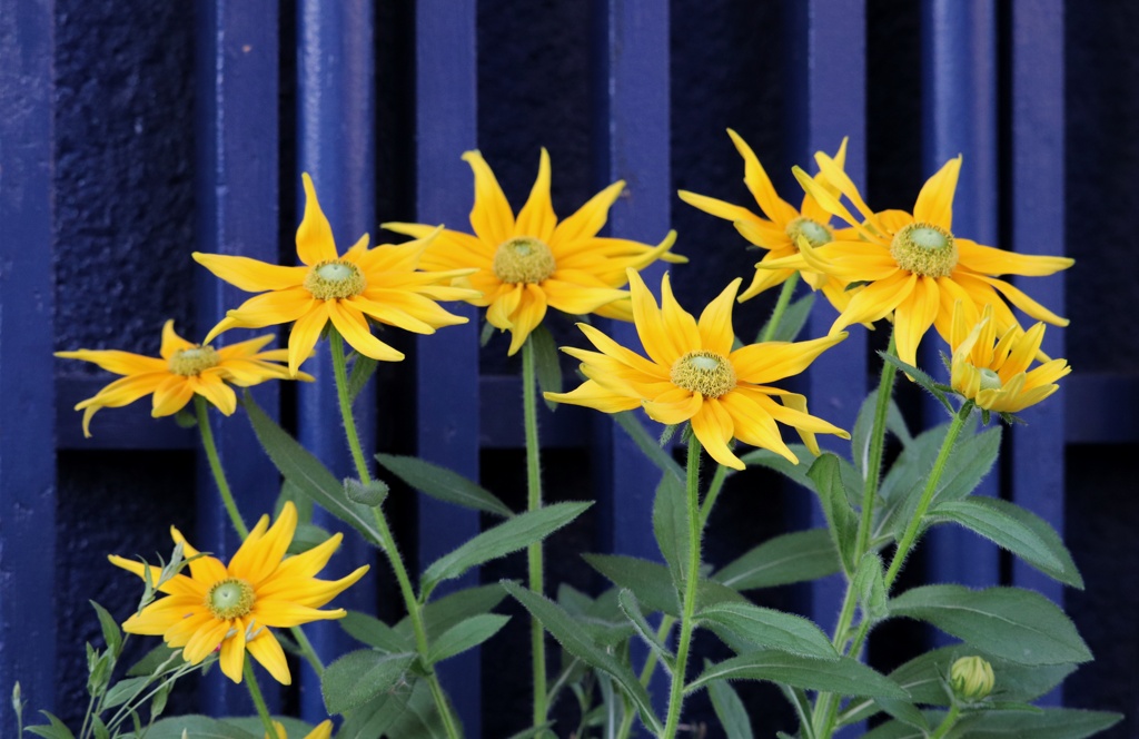 玄関先の鉢植え