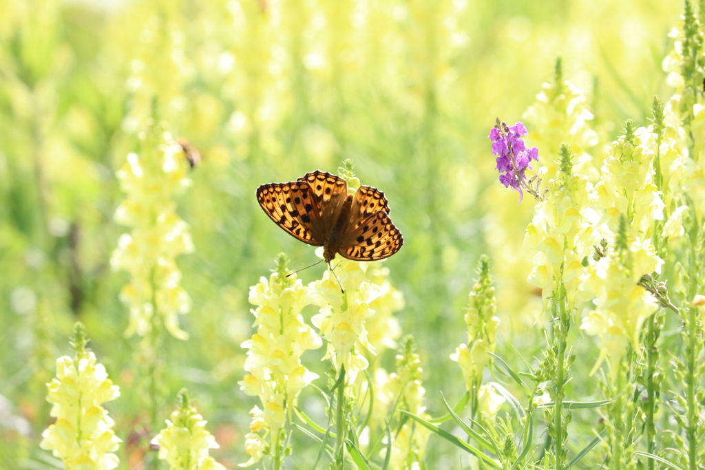 ウラギンヒョウモン