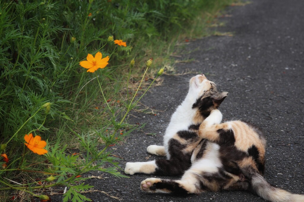 野良猫のさくらとコスモス