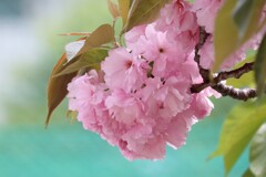 八重の桜