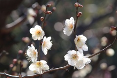 白梅