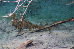 まるで水中写真