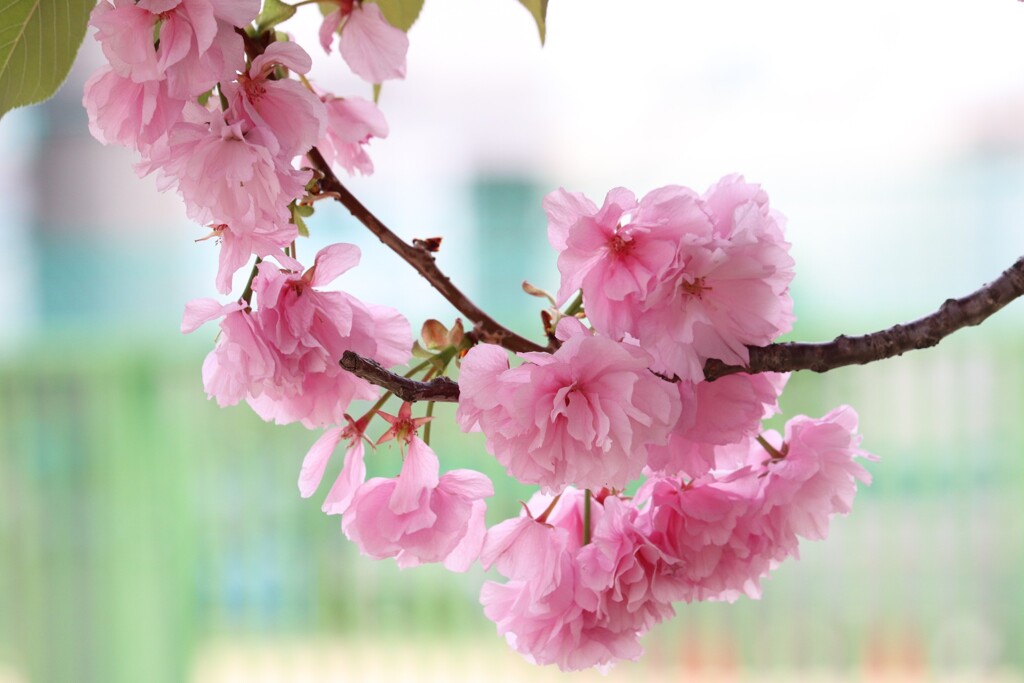 近所の公園にて