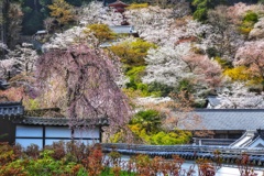 燃ゆる春