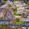 燃ゆる春