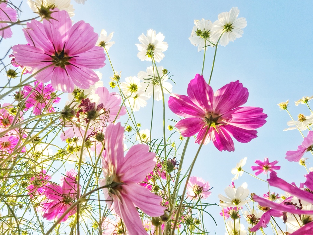 コスモス畑