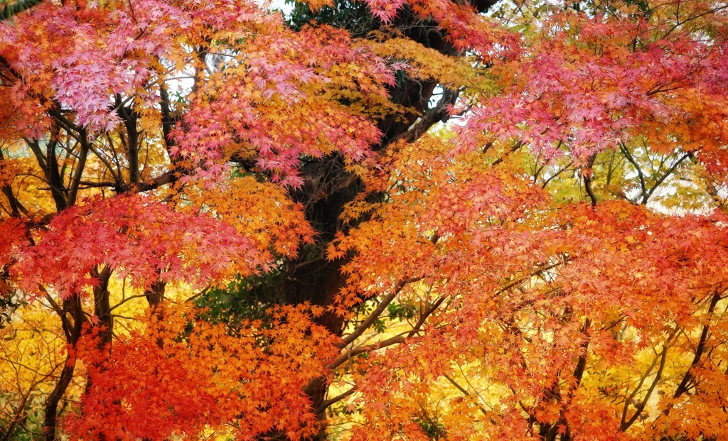 溢れるもみじ