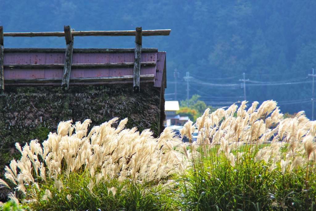 里山の秋
