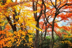 寒霞渓（小豆島）紅葉