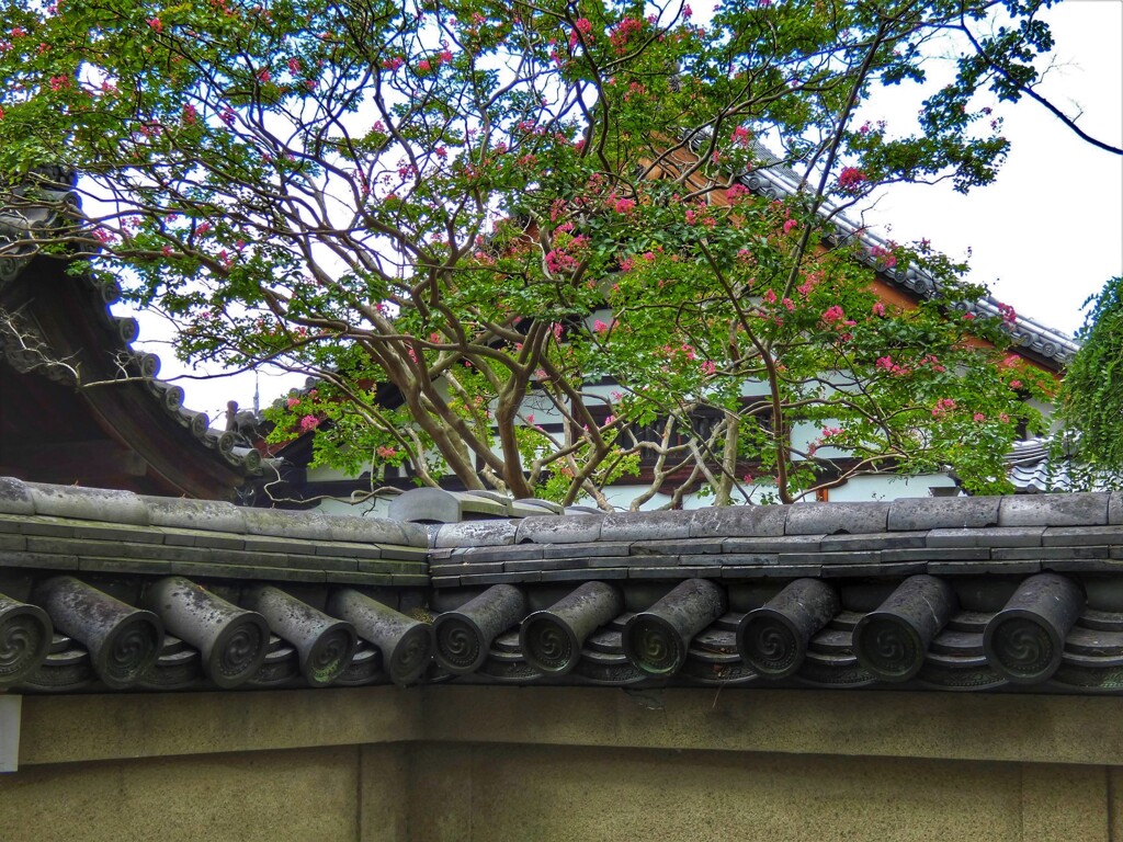 屋根越しの百日紅