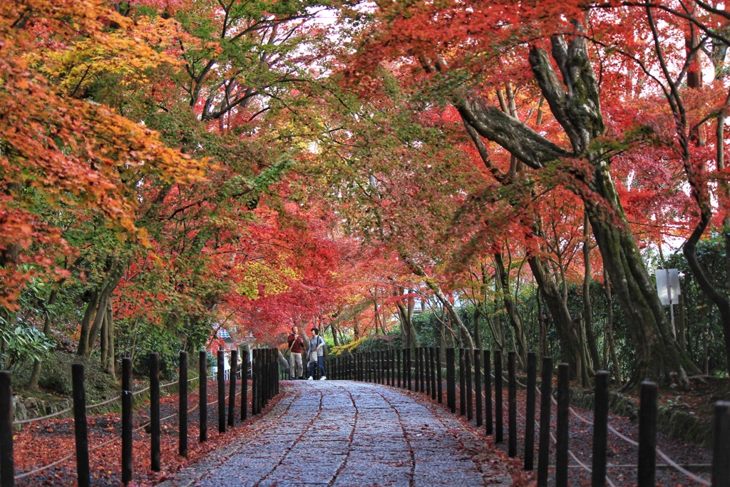 光明寺　紅葉