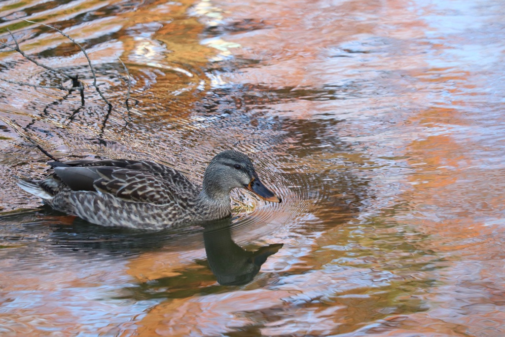 公園の水鳥