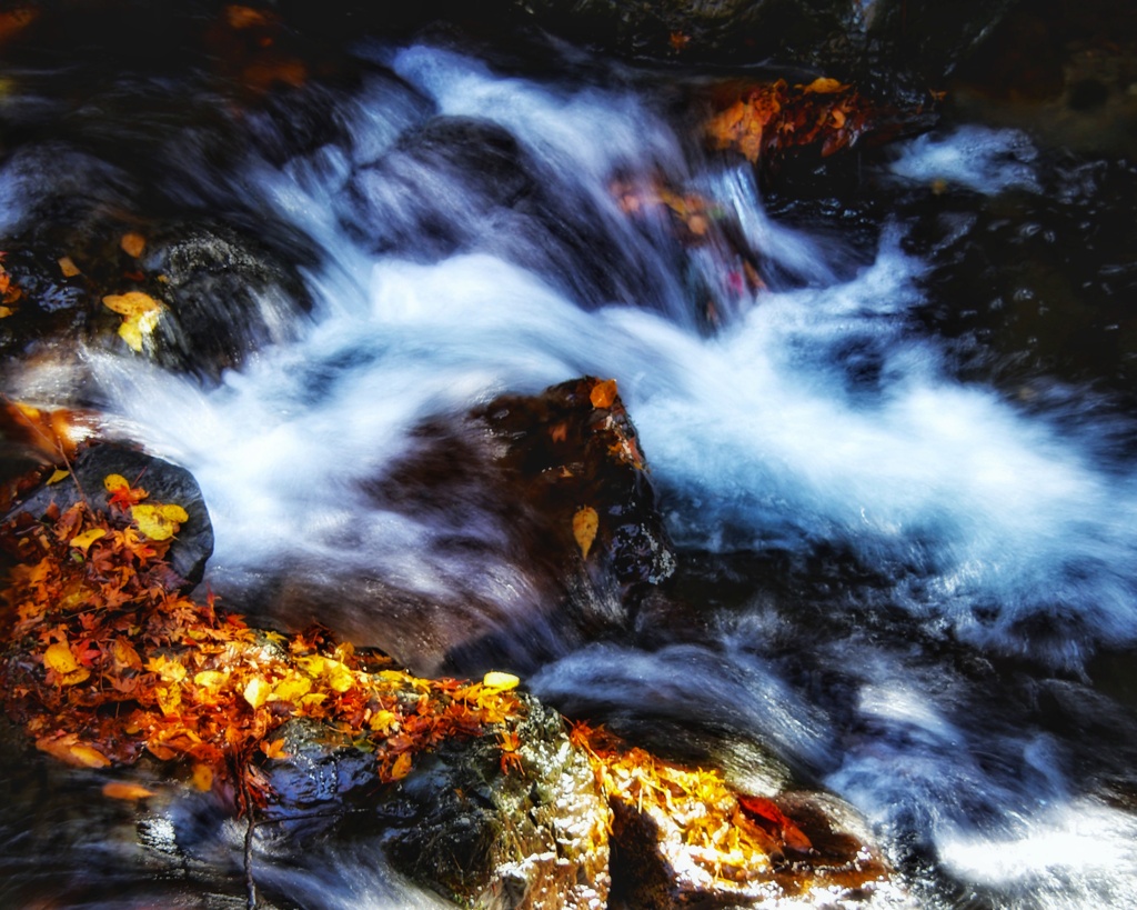 渓流の落ち葉