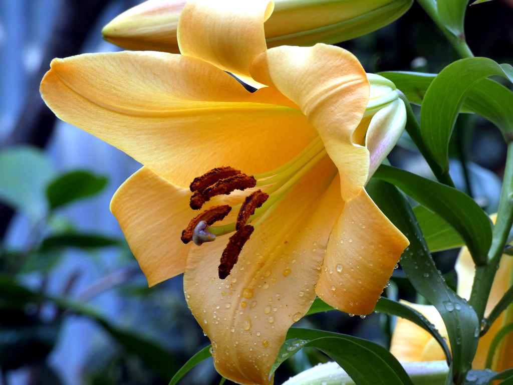 近所の花