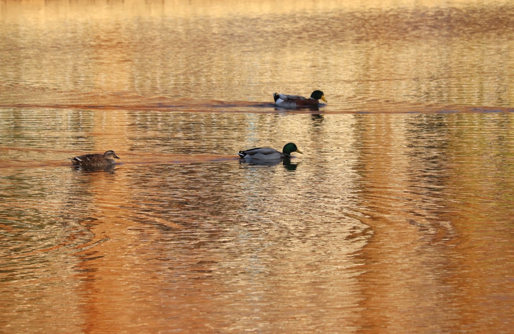 公園の水鳥