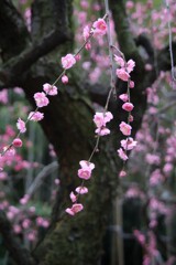 しだれの美