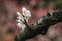 万博公園の梅林にて