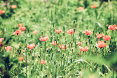 河川敷の花