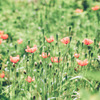 河川敷の花