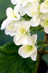 カシワバアジサイ