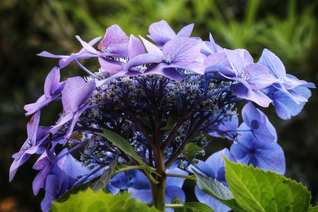 花冠