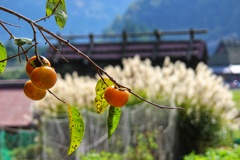 里山の秋