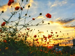 夕暮れコスモス